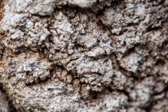 Ein Baum (c) Detlef Buxmann