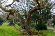 Ein Baum (c) Hans Georg Bein
