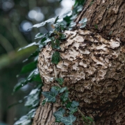 Ein Baum (c) Hans Georg Bein