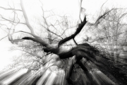 Ein Baum (c) Hans Georg Bein