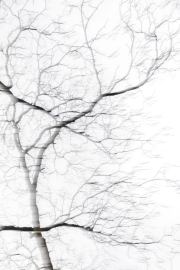 Ein Baum (c) Hans Georg Bein