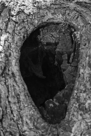 Ein Baum (c) Hans Peter Eckstein