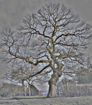 Ein Baum (c) Hans Peter Eckstein