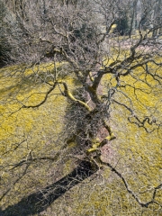 Ein Baum (c) Hans Peter Eckstein
