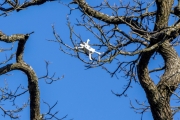 Ein Baum (c) Hans Peter Eckstein