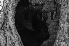 Ein Baum (c) Hans Peter Eckstein