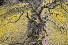 Ein Baum (c) Hans Peter Eckstein