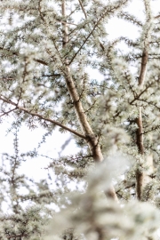 Ein Baum (c) Ina Herzig