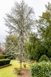 Ein Baum (c) Ina Herzig