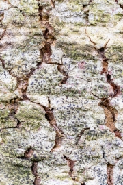 Ein Baum (c) Ina Herzig