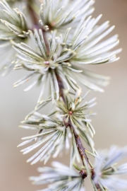 Ein Baum (c) Ina Herzig