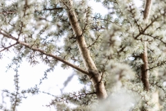 Ein Baum (c) Ina Herzig