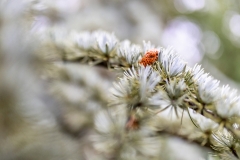 Ein Baum (c) Ina Herzig