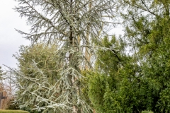 Ein Baum (c) Ina Herzig