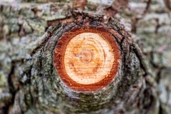 Ein Baum (c) Ina Herzig