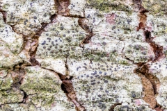 Ein Baum (c) Ina Herzig