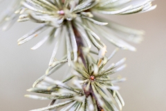 Ein Baum (c) Ina Herzig