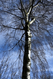 Ein Baum (c) Renate Romanus