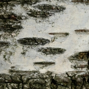 Ein Baum (c) Renate Romanus