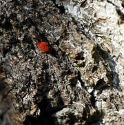 Ein Baum (c) Renate Romanus