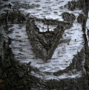 Ein Baum (c) Renate Romanus