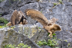 Bewegung (c) Hans Peter Eckstein