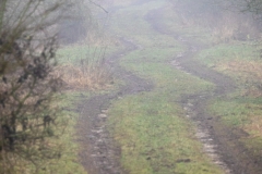 Bislicher Insel (c) Astrid Padberg