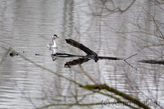 Bislicher Insel (c) Astrid Padberg