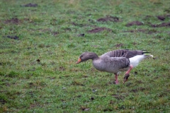 Bislicher Insel (c) Astrid Padberg