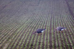 Bislicher Insel (c) Astrid Padberg