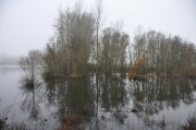 Bislicher Insel (Caroline Henkes)