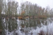 Bislicher Insel (Caroline Henkes)