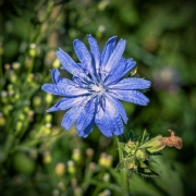 Blau (c) Detlef Buxmann