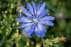 Blau (c) Detlef Buxmann