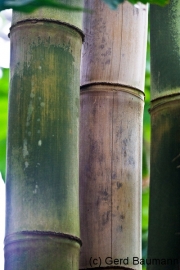 Botanischer Garten Bochum