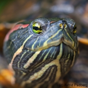 Botanischer Garten Bochum 2016; Rotwangenschmuckschildkröte