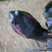 Botanischer Garten Bochum 2016; Rotwangenschmuckschildkröte