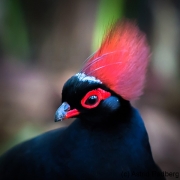 Botanischer Garten Bochum 2016, Straußwachtel