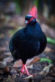 Catwalk; Botanischer Garten Bochum 2016, Straußwachtel