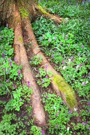 Fuß des Riesenemus (Dromaius gigantus  bochumensis)