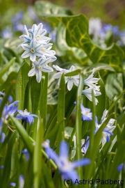 Schalke-Blümchen; Botanischer Garten Bochum 2016