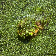 Abgetaucht, Botanischer Garten Bochum 2016