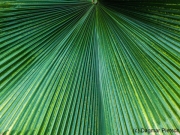 Botanischer Garten Bochum