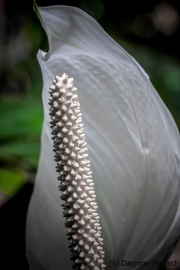 Botanischer Garten Bochum