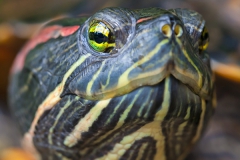 Botanischer Garten Bochum 2016; Rotwangenschmuckschildkröte