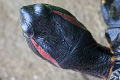 Botanischer Garten Bochum 2016; Rotwangenschmuckschildkröte