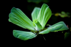 Botanischer Garten Bochum 2016