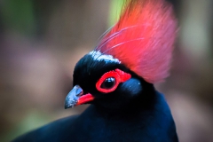 Botanischer Garten Bochum 2016, Straußwachtel