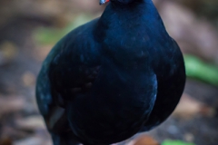 Catwalk; Botanischer Garten Bochum 2016, Straußwachtel