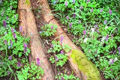 Fuß des Riesenemus (Dromaius gigantus  bochumensis)